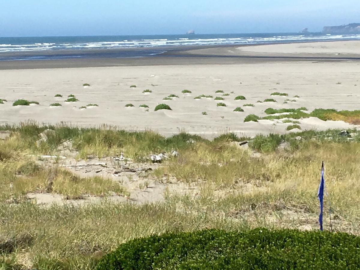 Hi-Tide Ocean Beach Resort 莫克利普斯 外观 照片